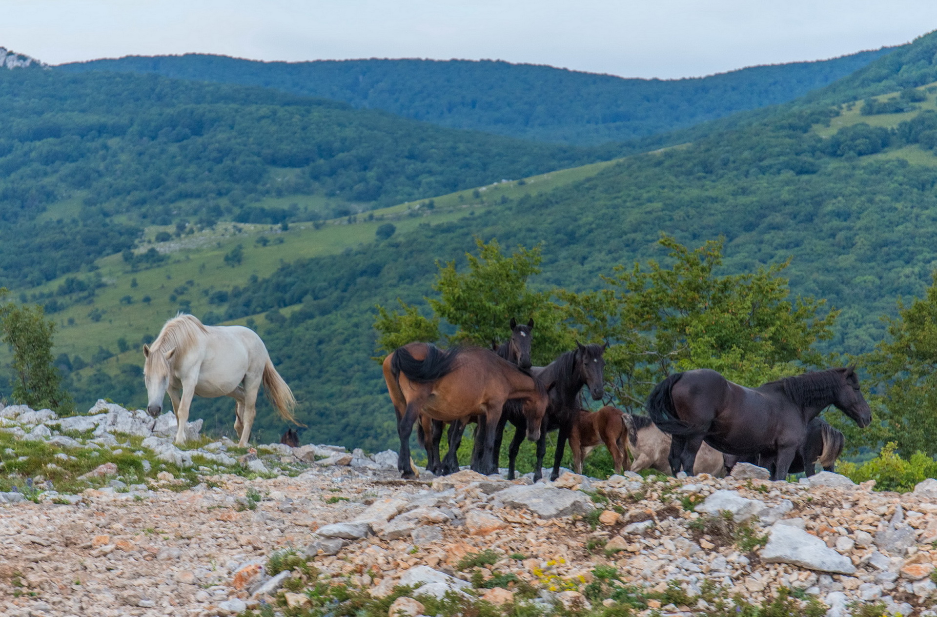 Winnetou land horses